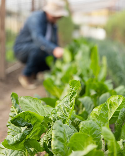 Custom Garden Solutions