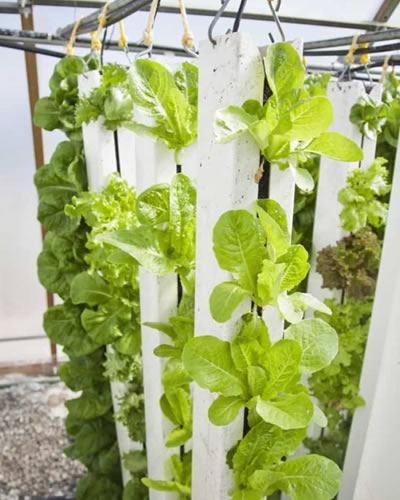 Vertical Garden Design and Installation