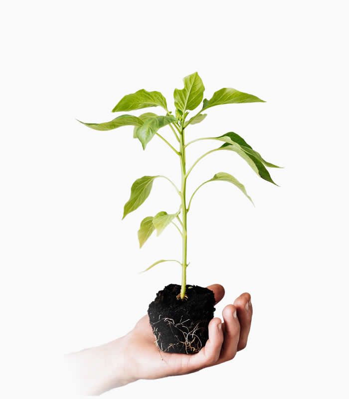 mazao extra certified seedlings