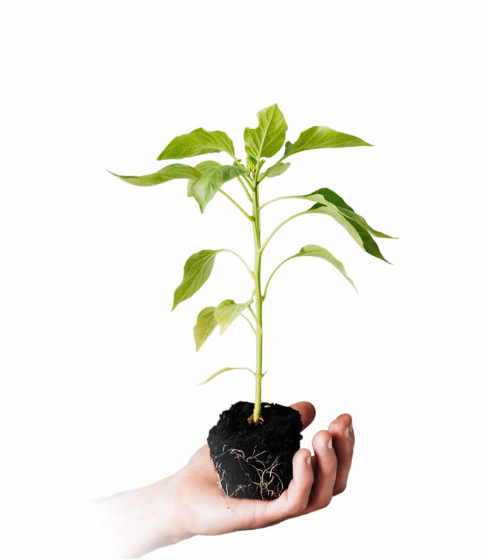 mazao extra certified seedlings