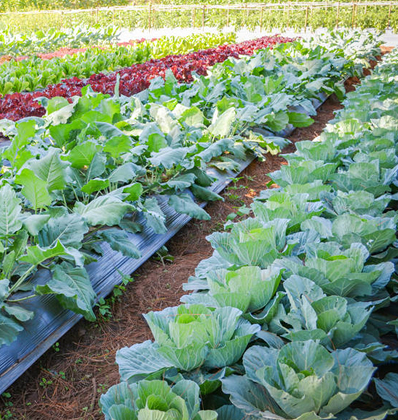 mazao extra custom garden solutions