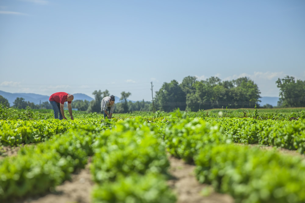 food security