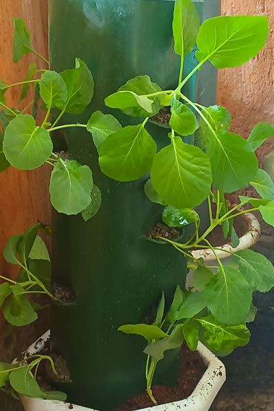 mazao extra foliar fresh